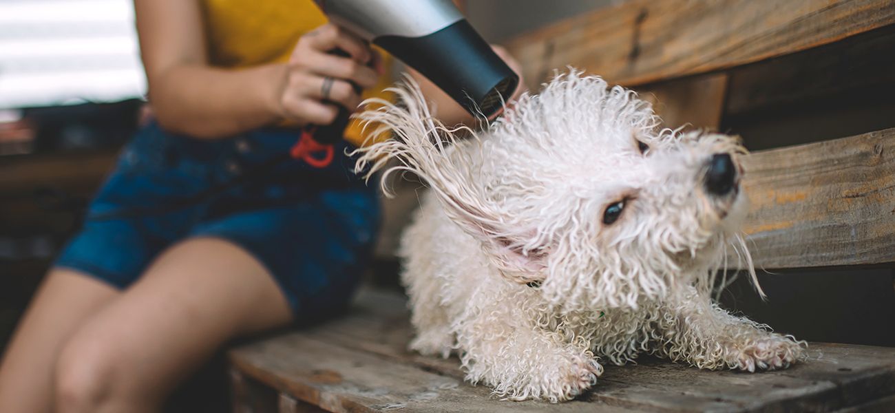 Можно ли сушить собак и кошек феном? Отвечает грумер — Журнал Ситилинк