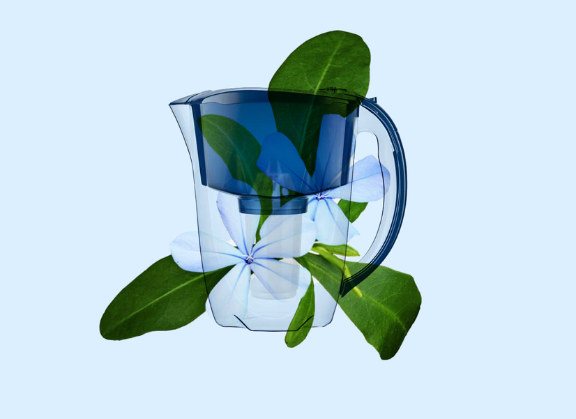 «Зацвела» вода в фильтре-кувшине: можно ли продолжать им пользоваться