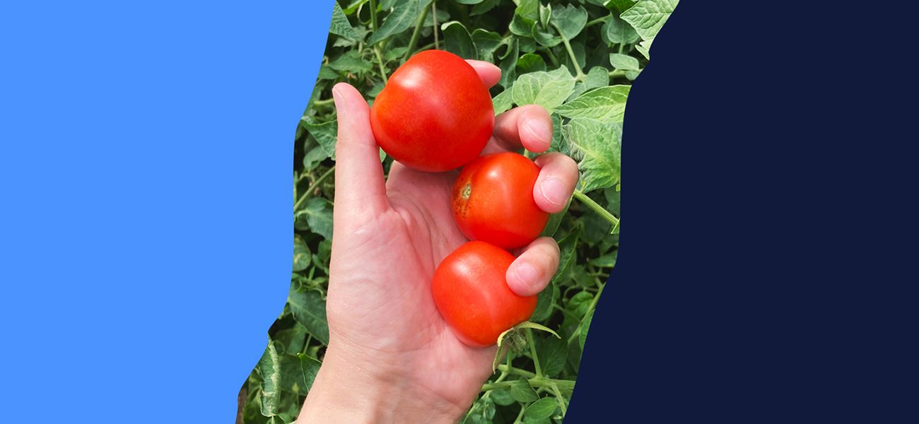 Что сделать из томатов, если их уже некуда деть
