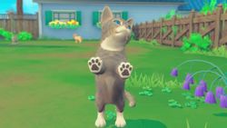 Игра MICROIDS My Universe - Puppies & Kittens, для ПК, регион: Россия,СНГ