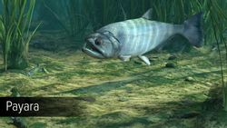 Дополнение к игре ULTIMATE GAMES Ultimate Fishing Simulator - Amazon River, для ПК, регион: Россия